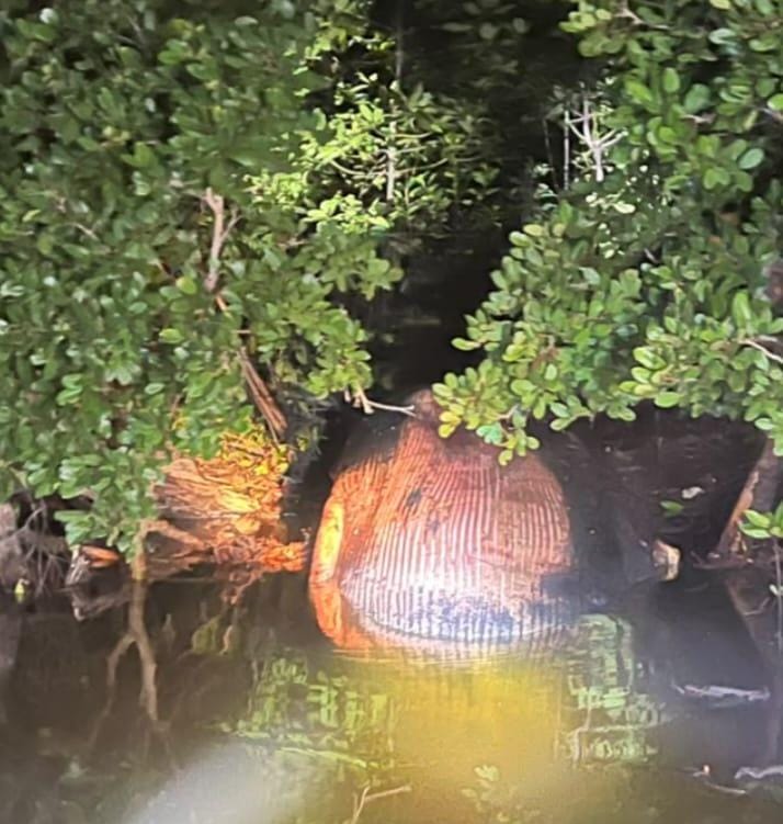 Gempar! Paus 4 Ton Terdampar Jadi Bangkai di Hutan Mangrove Inhil