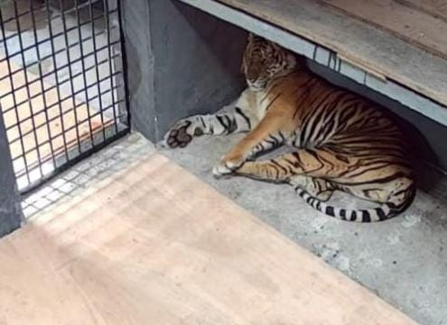 Harimau Sumatera Terduga Pemangsa Manusia di Semenanjung Kampar