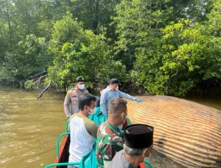 KKP Kirim Sampel Bangkai Paus di Inhil ke BRIN